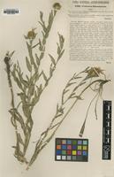 Type of Centaurea simonkaiana Hayek [family ASTERACEAE]