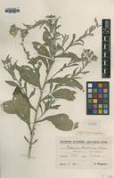 Type of Centaurea x markiana J.Wagner [family ASTERACEAE]