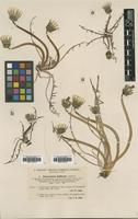 Type of Taraxacum balticum Dahlst. [family ASTERACEAE]