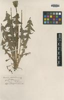 Type of Taraxacum dilatatum H.Lindb. [family ASTERACEAE]