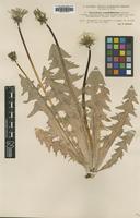 Type of Taraxacum expallidiforme Dahlst. [family ASTERACEAE]