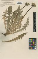 Type of Taraxacum pannulatum Dahlst. [family ASTERACEAE]