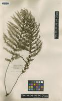Type? of Trichomanes apiifolium C.Presl [family HYMENOPHYLLACEAE]
