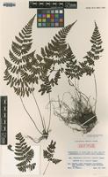 Isotype of Cornopteris tashiroi Tagawa [family WOODSIACEAE]