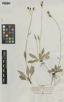 Type of Hieracium vulgatum Lbg. ssp. elegans [family ASTERACEAE]