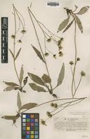 Type of Hieracium vulgatum Lindeb. var. coarctatum [family ASTERACEAE]
