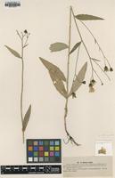 Type of Hieracium filiforme Lindeb. [family ASTERACEAE]
