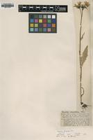 Syntype of Hieracium dovrense Fr. [family ASTERACEAE]