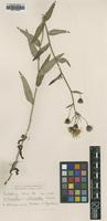 Type of Hieracium crocatum Lindeb. var. reticulatum [family ASTERACEAE]