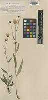 Type of Hieracium sparsifolium Lindeb. var. diminutum [family ASTERACEAE]