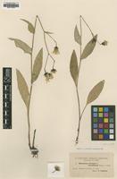 Type of Hieracium dovrense Almq. ssp. humidorum [family ASTERACEAE]