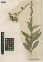 Type of Hieracium boreale Fr. var. angustifolium [family ASTERACEAE]