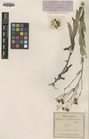 Type of Hieracium umbelliforme Vuk. [family ASTERACEAE]