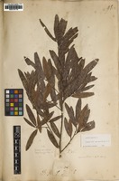 Filed as Quercus phellos L. [family FAGACEAE]