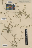 Filed as Hieracium schultesii F.W.Schultz [family ASTERACEAE]
