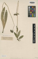 Type of Hieracium suecicum Fr. ssp. alpinum [family ASTERACEAE]