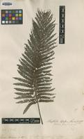 Type of Alsophila lepifera J.Sm. [family CYATHEACEAE]