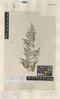 Type? of Lonchitis tenuifolia G.Forst. [family LINDSAEACEAE]