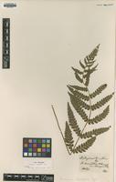 Isotype of Diplazium lasiopteris Kunze [family WOODSIACEAE]