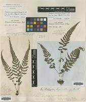 Type of Diplazium grammitoides C.Presl [family WOODSIACEAE]