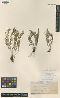 Type of Polystichum tenerifrons C.Chr. [family DRYOPTERIDACEAE]