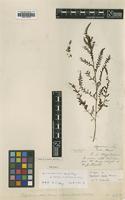 Holotype of Aspidium exile Hance [family DRYOPTERIDACEAE]