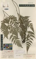 Isotype of Dryopteris sphaerosora Tagawa [family DRYOPTERIDACEAE]