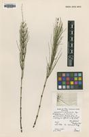Isotype of Equisetum x rothmaleri C.N.Page [family EQUISETACEAE]
