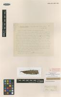 Type? of Athyrium coreanum Christ [family WOODSIACEAE]
