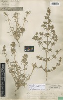 Lectotype of Polycnemum brachiatum Pall. [family CHENOPODIACEAE]