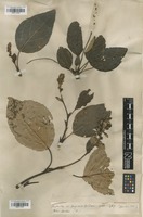 Isotype of Populus tacamahacca Mill. [family SALICACEAE]