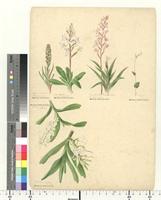 Angraecum arcuatum Lindl., from South Africa