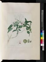 Calodendron Thunb., species from South Africa