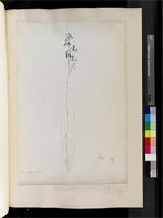 Disa lugens Bolus, from South Africa