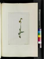 Ophrys L., species from Portugal