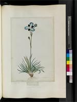 Aristea melaleuca Ker Gawl., from South Africa