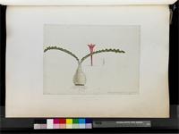 Haemanthus crispus Snijman, from South Africa
