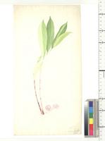 Chamaecostus congestiflorus (Rich ex L. F. Gagnep) C. Specht. & D. W. Stev., from Nigeria