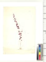 Chytranthus macrophyllus Gilg., from Nigeria