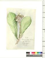 Watercolor Drawings and Pencil Sketches of Nigerian Plants 1909-1912, Talbot collection
