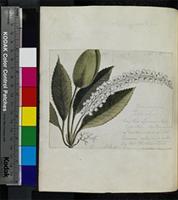 Cunonia capensis L. from South Africa