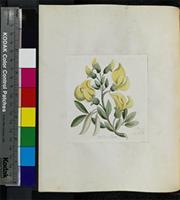 Crotalaria capensis Jacq. from South Africa