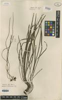 Type? of Vittaria flexuosa F�e [family VITTARIACEAE]