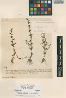 Original material of Veronica serpyllifolia L. [family SCROPHULARIACEAE]
