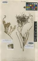 Lectotype of Suaeda physophora Pall. [family CHENOPODIACEAE]