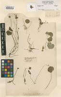 Lectotype of Hydrocotyle umbellata L. [family APIACEAE]