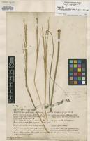 Original material of Dactylis cynosuroides L. [family POACEAE]