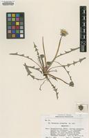 Paratype of Taraxacum irrigatum Kirschner & Štěpánek [family ASTERACEAE]