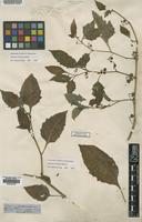 Type of Solanum patens Lowe [family SOLANACEAE]