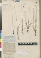 Lectotype of Xyris fugaciflora Rendle [family XYRIDACEAE]
